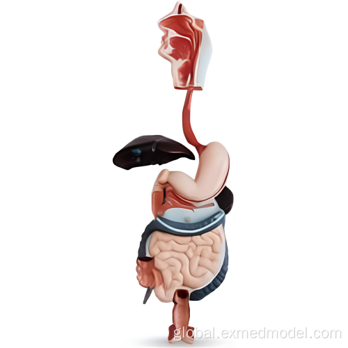 Endoscopic Skills Human Digestive System Model Supplier